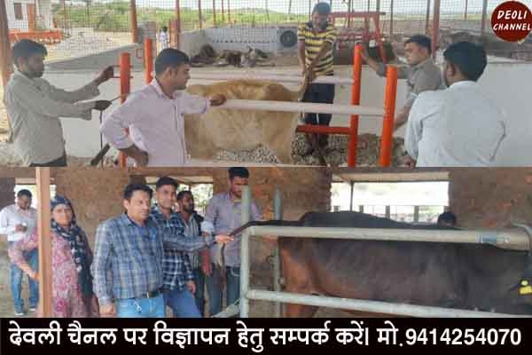 गौशालाओं में शिविर लगा कर किया बांझपन निवारण एवं अन्य बीमारियों का उपचार 